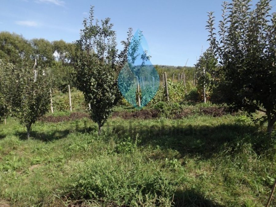 3240mp teren intravilan si casa, Barnova-Iasi.