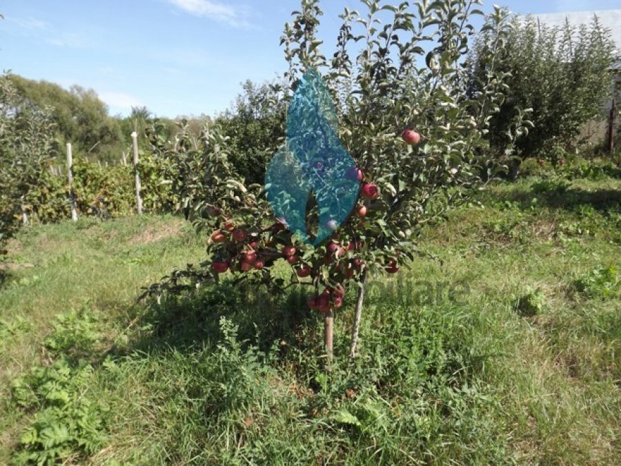 3240mp teren intravilan si casa, Barnova-Iasi.