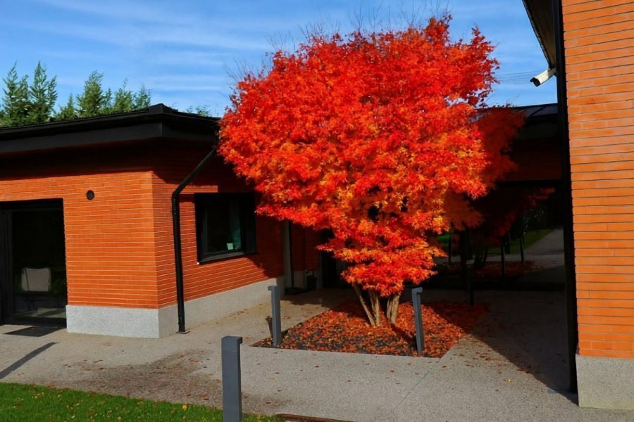 Vila eleganta P+E Bucium