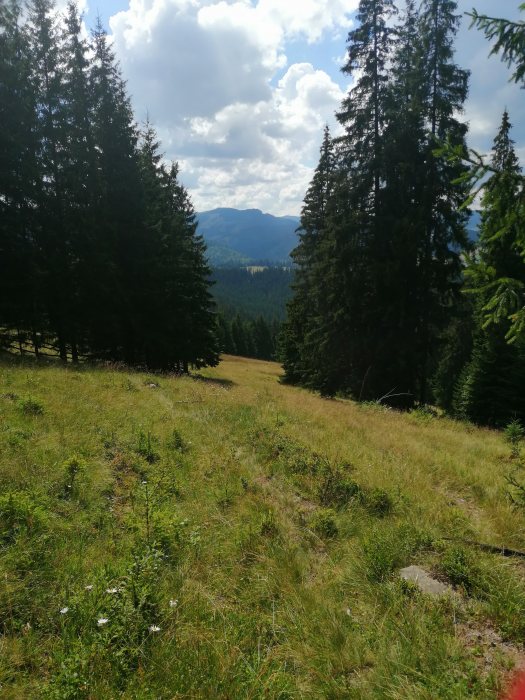 Teren de vânzare în zona plai in Izvoarele Sucevei